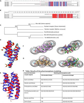 Ligand Binding Domain of Estrogen Receptor Alpha Preserve a Conserved Structural Architecture Similar to Bacterial Taxis Receptors